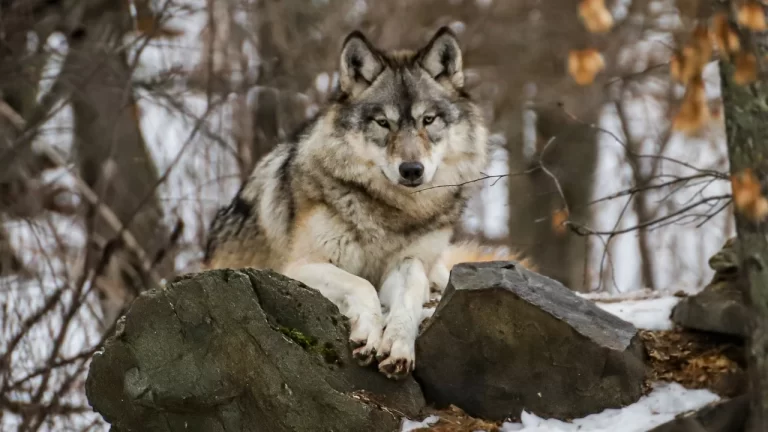Scandinavian Wolf