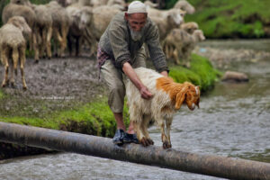 Sheep washing in Kashmir for Eid al-Adha