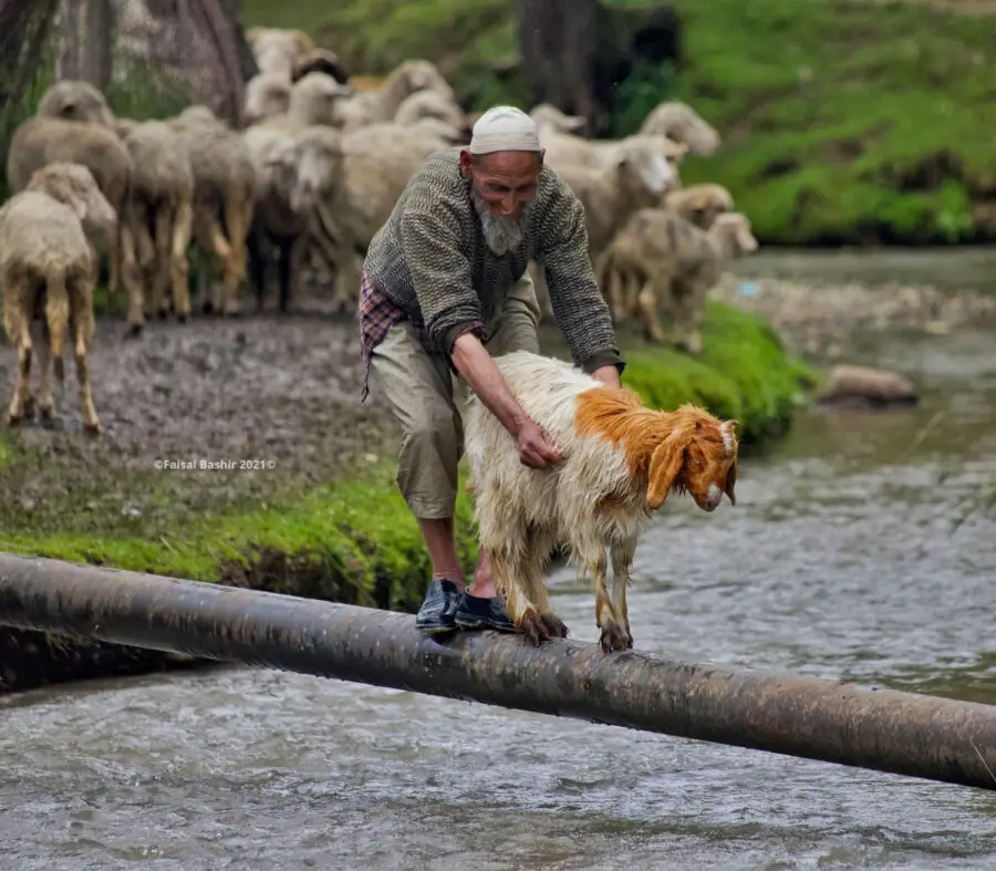 Sheep washing in Kashmir for Eid al-Adha