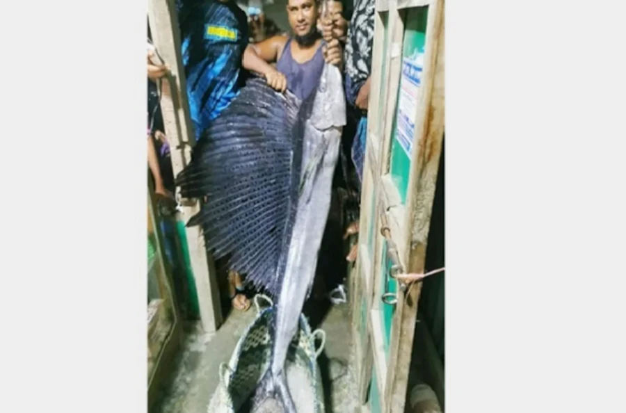 Bangladesh Bird fish - Indo-Pacific sailfish