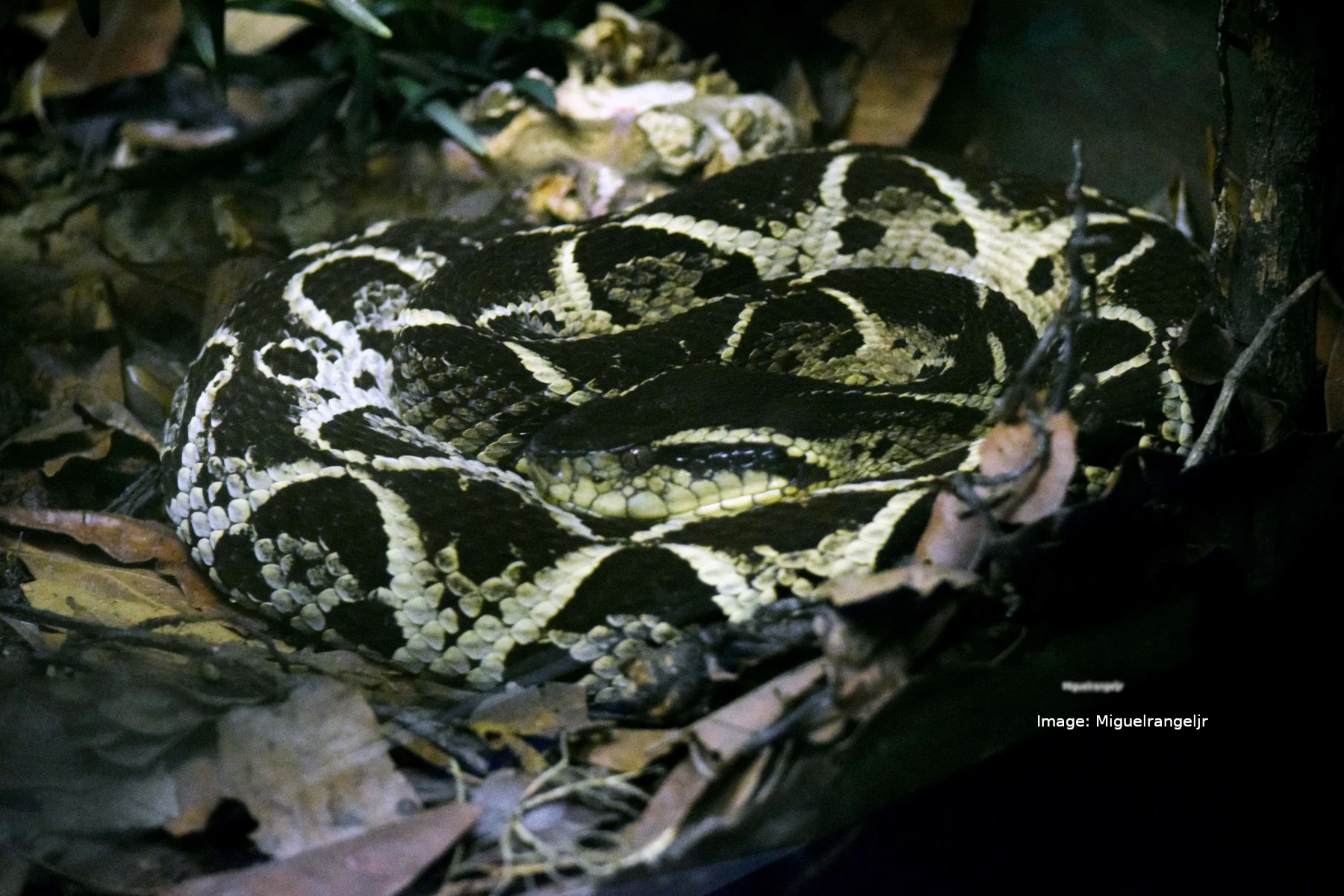 jararacussu snake