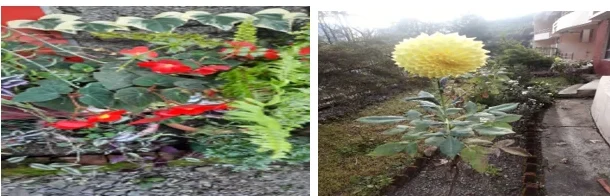   Flowers around AWHO Khurpatal flats