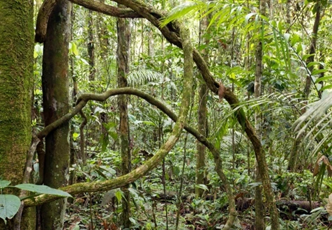 Lianas the woody climbing plants hanging from trees