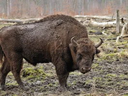 European Bison to fight climate change