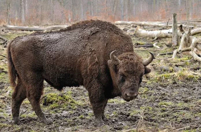 European Bison to fight climate change