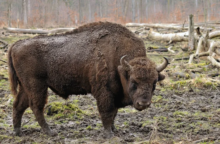 European Bison to fight climate change