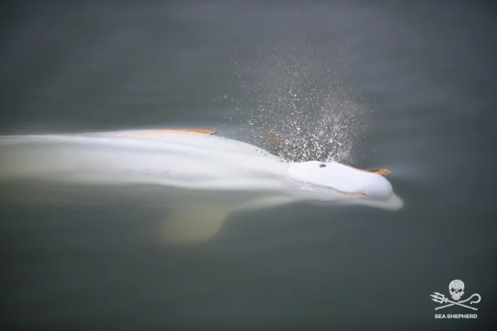 White Beluga whale trapped in the Seine White Beluga whale trapped in the Seine