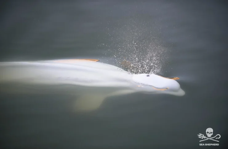 White Beluga whale trapped in the Seine