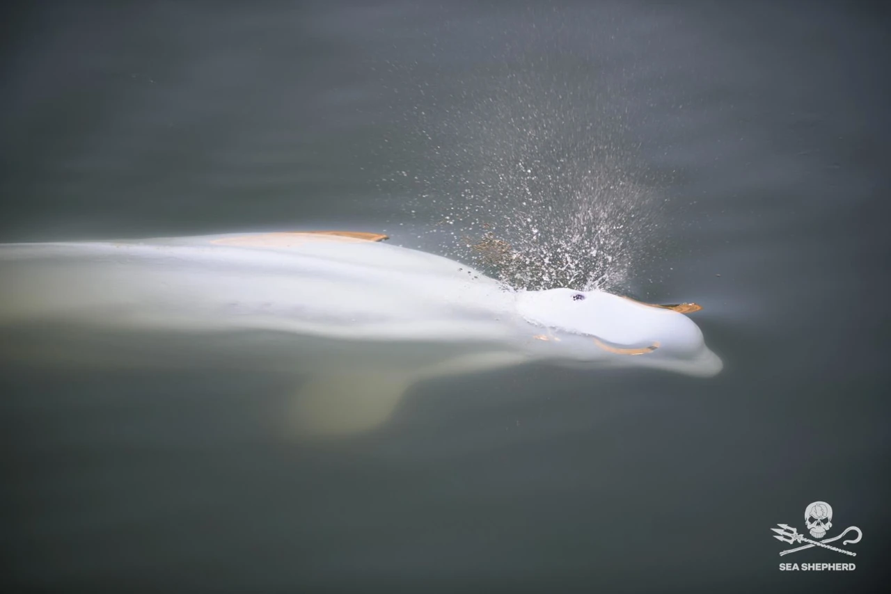 White Beluga whale trapped in the Seine