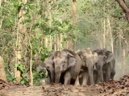 A Heard of Elephants