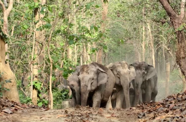 A Heard of Elephants