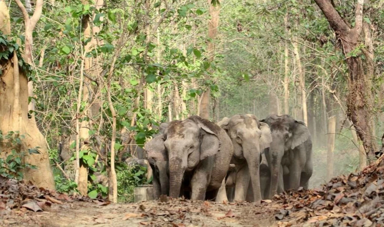 17 Corridors Identified in Jharkhand, Elephant Herds Expected