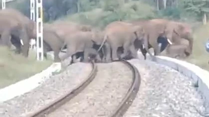 lephants crossing the railway tracks