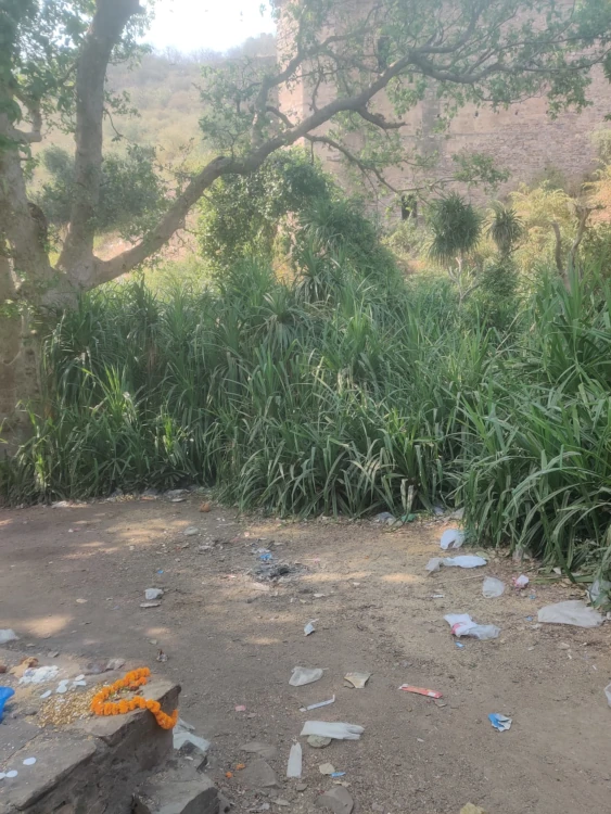 Kewda plant,at Bhangarh Fort. Oil from the flowers is extracted for making perfume