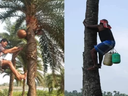Production of Toddy in West Bengal | Plastic jerry canes in nylon mesh make the task of ready toddy bringing down easier in.