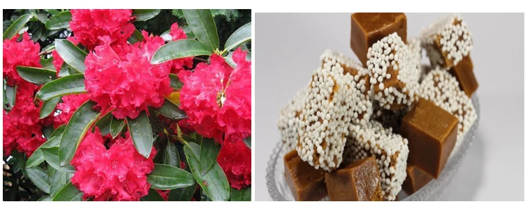 Rhododendron red blooming flowers (left) & traditional sweet delight –‘Baal Mithai’ (right)